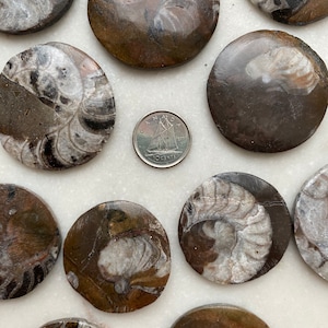 Fossil Ammonites
