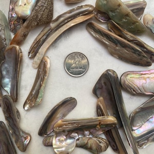 Cristal de coquille d'ormeau