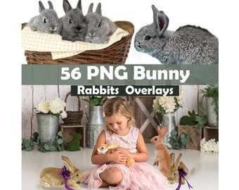 Bunny png, Spring Bunnies, Easter overlays, Real Animals, photoshop overlay, fantasy, clip art, photoshop, Animal Overlays, Bunny Overlays