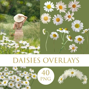 Daisies overlays, Digital Floral, flower overlays, Digital Background, Daisies png, Flowers png, Flower Background for Fine Art Photo png