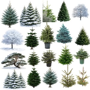 May include: A collection of various evergreen trees, including firs and pines, displayed against a white background. Some trees are covered in snow, while others are potted. The trees vary in size, shape, and color, ranging from deep green to bluish-green.