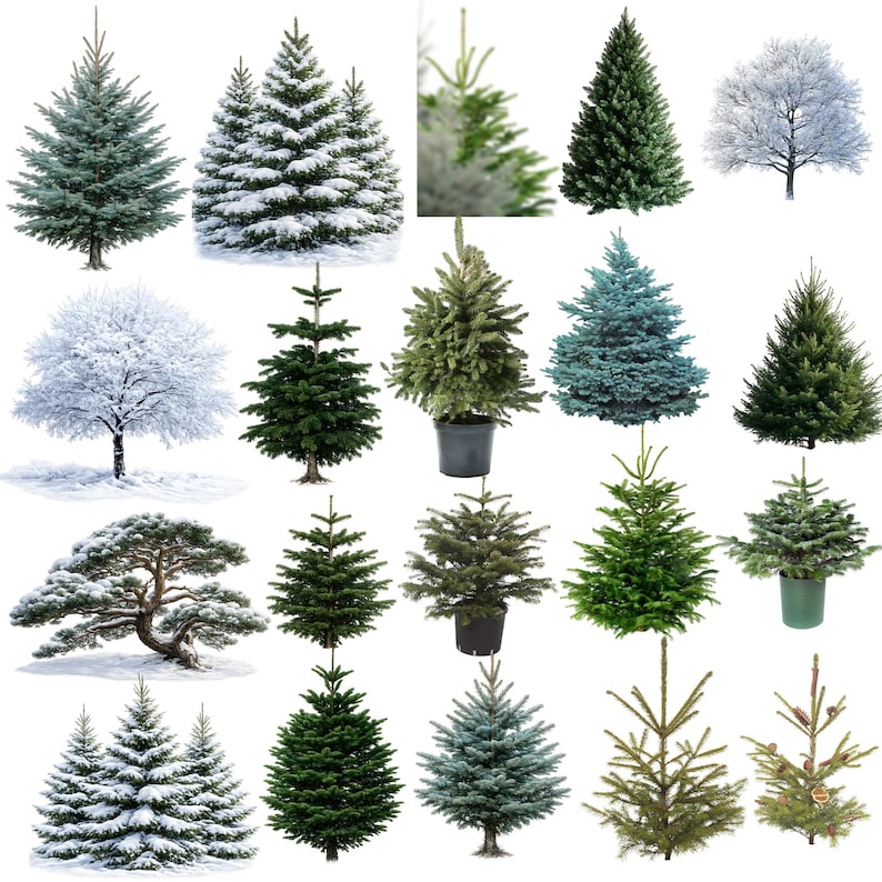 May include: A collection of various evergreen trees, including firs and pines, displayed against a white background. Some trees are covered in snow, while others are potted. The trees vary in size, shape, and color, ranging from deep green to bluish-green.