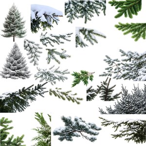 May include: A collection of evergreen tree branches and whole trees, some covered in snow. The image features various shades of green and white, with detailed textures of needles and snow. Ideal for holiday or winter-themed projects.