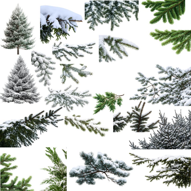 May include: A collection of evergreen tree branches and whole trees, some covered in snow. The image features various shades of green and white, with detailed textures of needles and snow. Ideal for holiday or winter-themed projects.