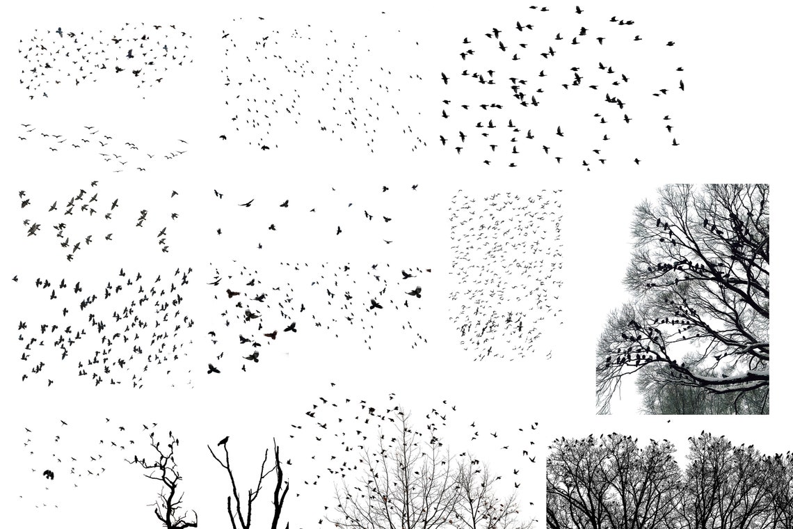 Bird Pattern Overlay Crows Overlays, Fly Bird Overlays, Black Raven Png, Ravens and Crows ...