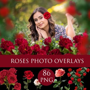 Rose Photo Overlay: Floral Clipart, flower png, nature overlay, roses png (Digital Download)
