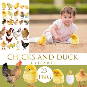 Farm animal overlays, Chickens overlays, Easter overlays, Photoshop overlay, Baby chicks clipart, Spring photo overlays, Chicks and Duckling