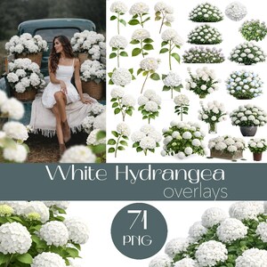 Vårblomsöverlägg, vita hortensiaöverlägg, vårgenomskärningar, bröllopsblommor, vit hortensia clipart