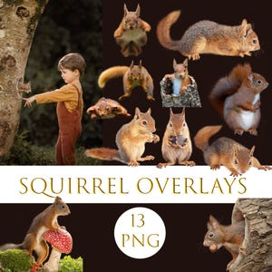 13 Squirrel Overlays, Forest animal png, Squirrel png, Squirrel PNG clipart, Cute animal clipart, Woodland animal png, Digital photo overlay