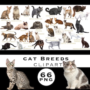 Cat Breeds Clipart Bundle, Cats Clipart, Pet Animals Clipart, Watercolor Cat Graphics, Realistic Cats PNG, Instant Download, Commercial Use