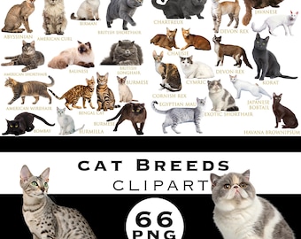 Cat Breeds Clipart Bundle, Cats Clipart, Pet Animals Clipart, Watercolor Cat Graphics, Realistic Cats PNG, Instant Download, Commercial Use