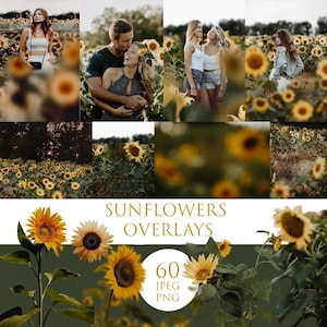 Sunflowers overlay, Sunflowers png, Summer lightroom presets, digital photo overlays for photographer, summer  overlays, transparent png