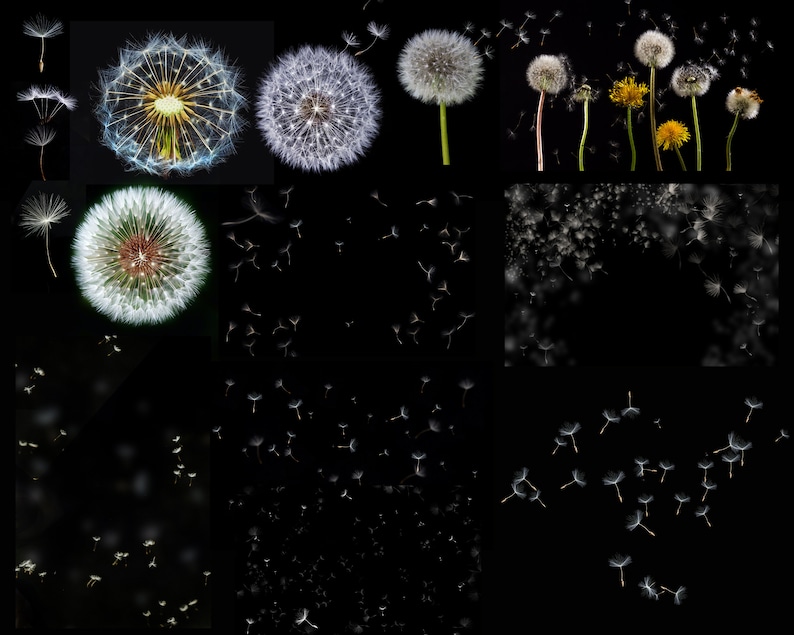 Dandelion overlays, Realistic Dandelion Photoshop Overlays, Spring photoshop overlays, dandelion flowers, Digital Background, Dandelion Seed image 2