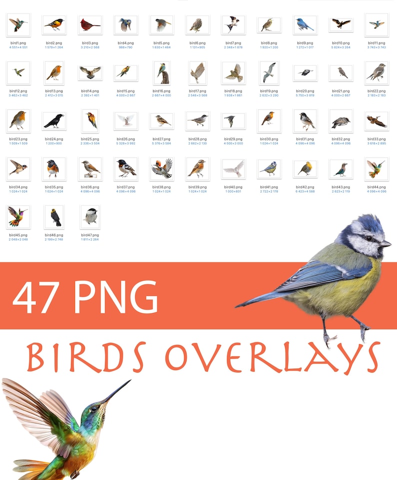 Bird Pattern Overlay Birds Photo Overlays: PNG Clipart Bundle for Digital Scrapbooking ...