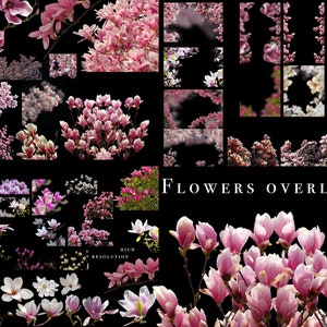 Magnolienüberlagerungen, Magnolienblüte, Magnolienfrühlingsüberlagerungen, Magnolienblume png, Frühlingsblumenhintergrundkarte, Blumenbrunchüberlagerungen Bild 9