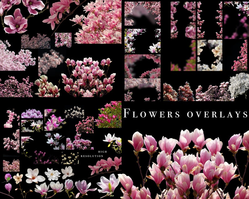 Magnolia overlays, magnolia blossom, magnolia spring overlays, magnolia flower png, spring flower background card, Flower brunches overlays image 9