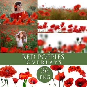 36 Red poppies overlays, poppy photo overlay, summer flower field, Photoshop Digital Backgrounds,Flowers glade photoshop overlays, Poppy png