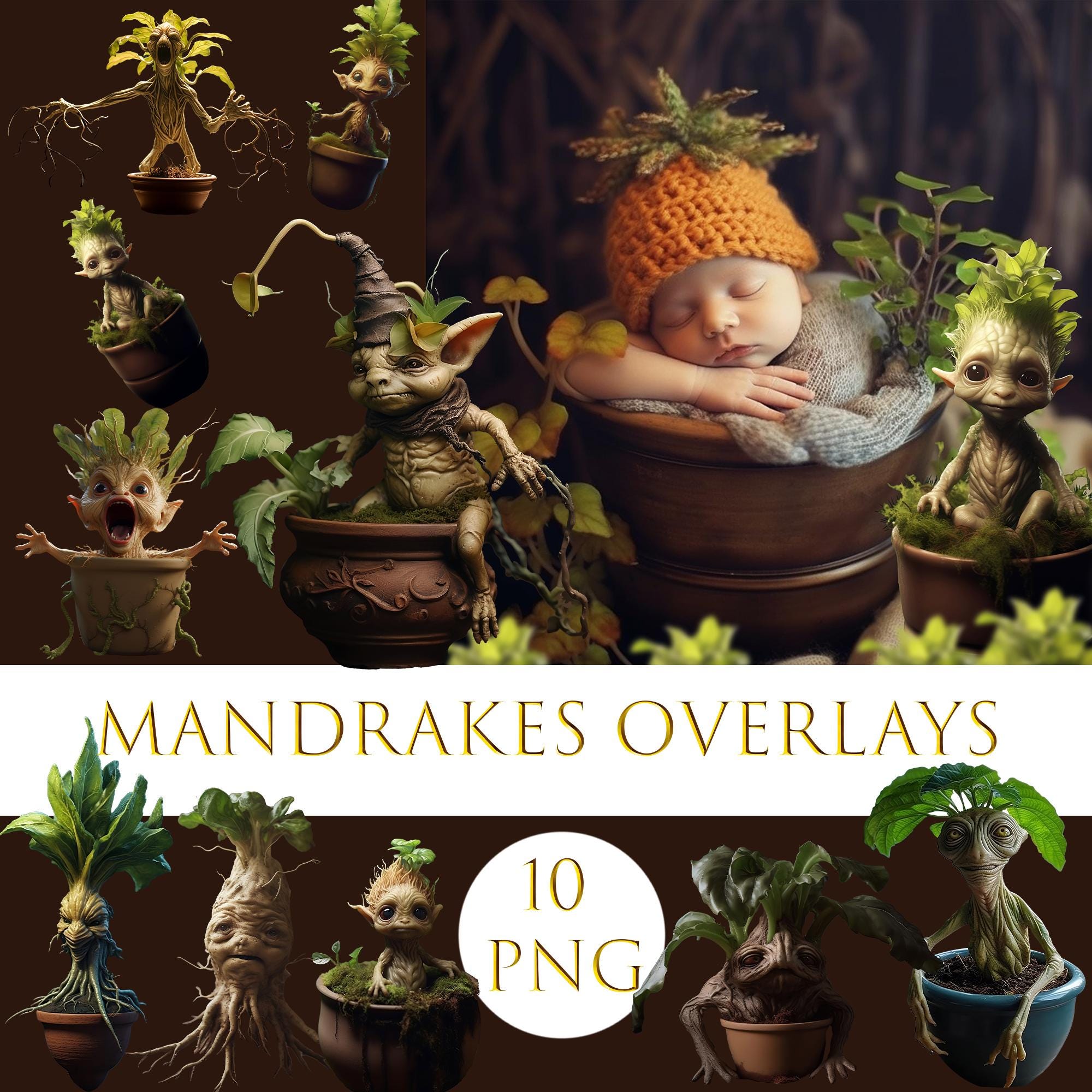 MANDRAKE マンドレイク　フライヤー　チラシ　４枚セット Mandragora (Mandrake) Poster | Autumn Fall Wall Art & Gifts for