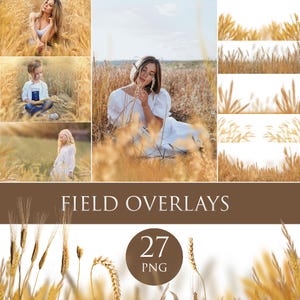 Field overlays, wheat fields overlay, golden  field photo overlays, flower summer spring overlays, pampas png, Ukraine wildflower overlays