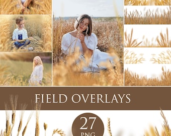 Field overlays, wheat fields overlay, golden  field photo overlays, flower summer spring overlays, pampas png, Ukraine wildflower overlays