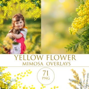 Spring  Flowers, Yellow Flower Field Overlay, Painted Sunflowers Photoshop, Mimosa flowers png, Flower glade photoshop overlays, Flowering