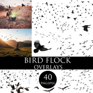 Flying Birds Photo Overlays: Raven, Crow - PNG & JPEG (Digital Download)