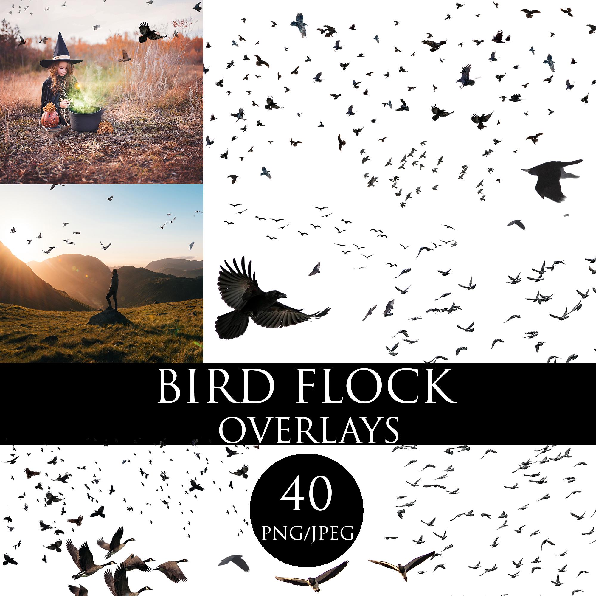 Bird Flock Png, Bird Flock Overlays, Bird Flock Fly, Flock of Birds Overlay Silhouettes, Flying Birds png, Raven crow overlays, bird overlay