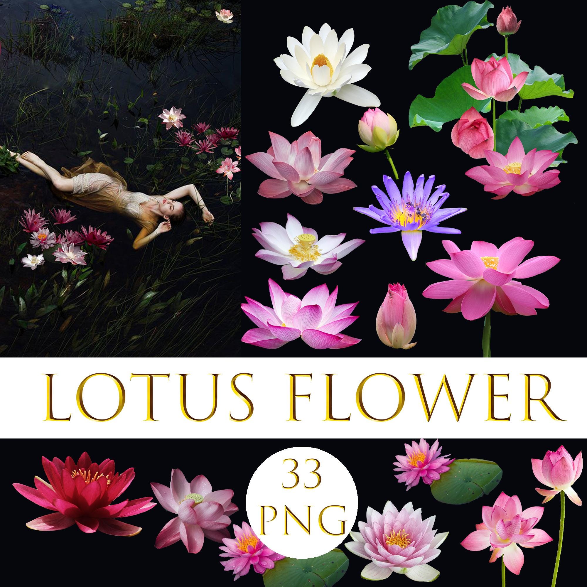 Lotus Flower Overlays, Lotus Art, Water Photoshop Summer Overlays