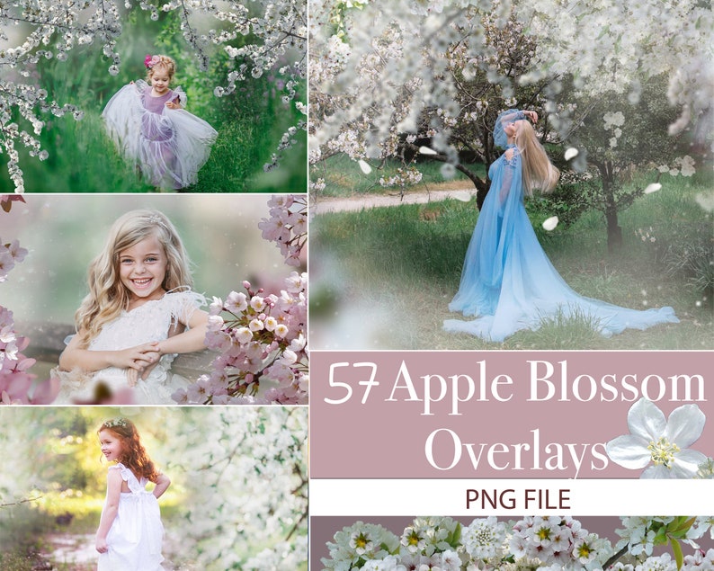 Apple Blossom Overlays, Spring overlays, Spring apple tree blossom, Blooming spring branch overlays, cherry blossom, spring flowering trees image 1