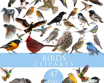 Foto-overlays vogels: png-clipartbundel voor digitale scrapbooking (digitale download)