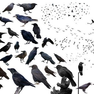 May include: A white background with a large number of black crows in various poses. Some crows are perched on branches, while others are flying in formation. The image is a great representation of the beauty and mystery of these birds.