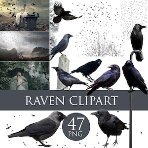 Crows overlays, Fly bird overlays, Black raven png, Ravens and Crows Clipart, Black bird png, halloween backdrop, transparent raven overlays image 1