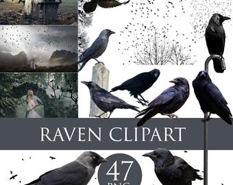 Superposiciones de cuervos, superposiciones de aves voladoras, cuervo negro png, imágenes prediseñadas de cuervos y cuervos, pájaro negro png, fondo de Halloween, superposiciones de cuervos transparentes