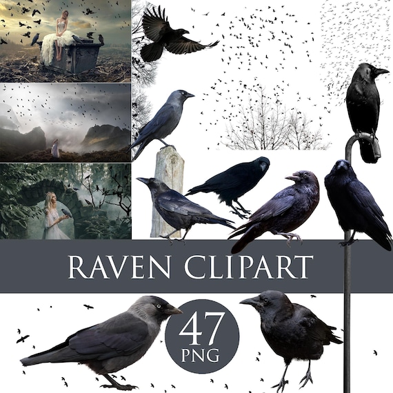 Crows overlays, Fly bird overlays, Black raven png, Ravens and Crows Clipart, Black bird png, halloween backdrop, transparent raven overlays