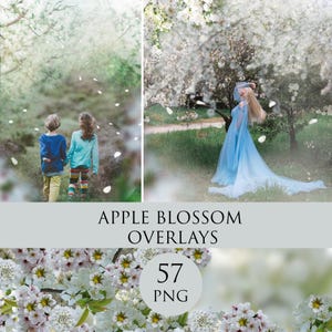 Apple Blossom Overlays, Spring overlays, Spring apple tree blossom, Blooming spring branch overlays, cherry blossom, spring flowering trees