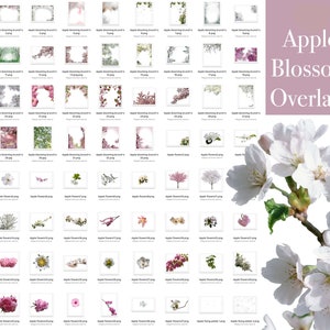 Apple Blossom Overlays, Spring overlays, Spring apple tree blossom, Blooming spring branch overlays, cherry blossom, spring flowering trees image 10