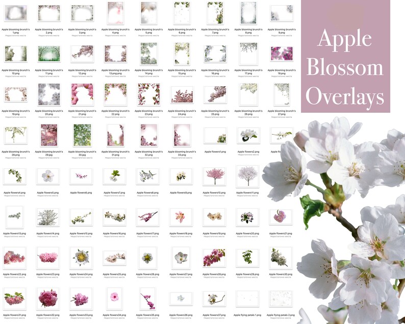 Apple Blossom Overlays, Spring overlays, Spring apple tree blossom, Blooming spring branch overlays, cherry blossom, spring flowering trees image 10