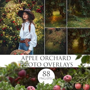 Fondos de fotografía de huerto de manzanas, clipart de manzano, PNG de manzana, fondo de foto digital para sesión de fotos de naturaleza