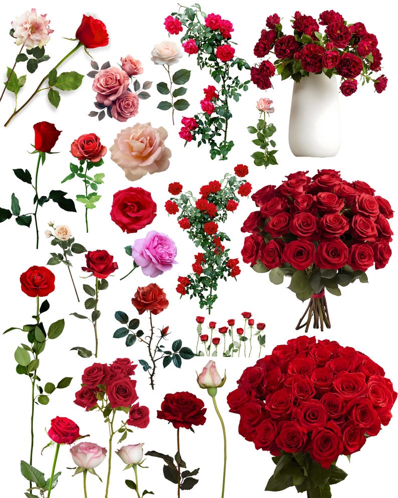 White Roses Overlay Rose Photo Overlay: Floral Clipart, Flower Png, Nature Overlay, Roses ...