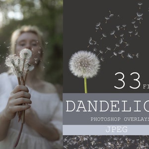 Dandelion overlays, Realistic Dandelion Photoshop Overlays, Spring photoshop overlays, dandelion flowers, Digital Background, Dandelion Seed image 1