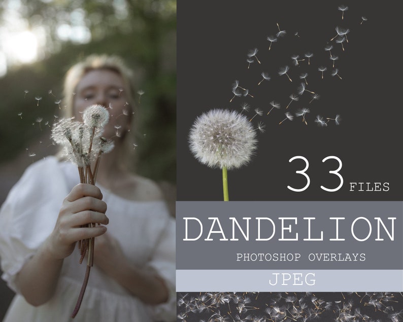 Dandelion overlays, Realistic Dandelion Photoshop Overlays, Spring photoshop overlays, dandelion flowers, Digital Background, Dandelion Seed image 1