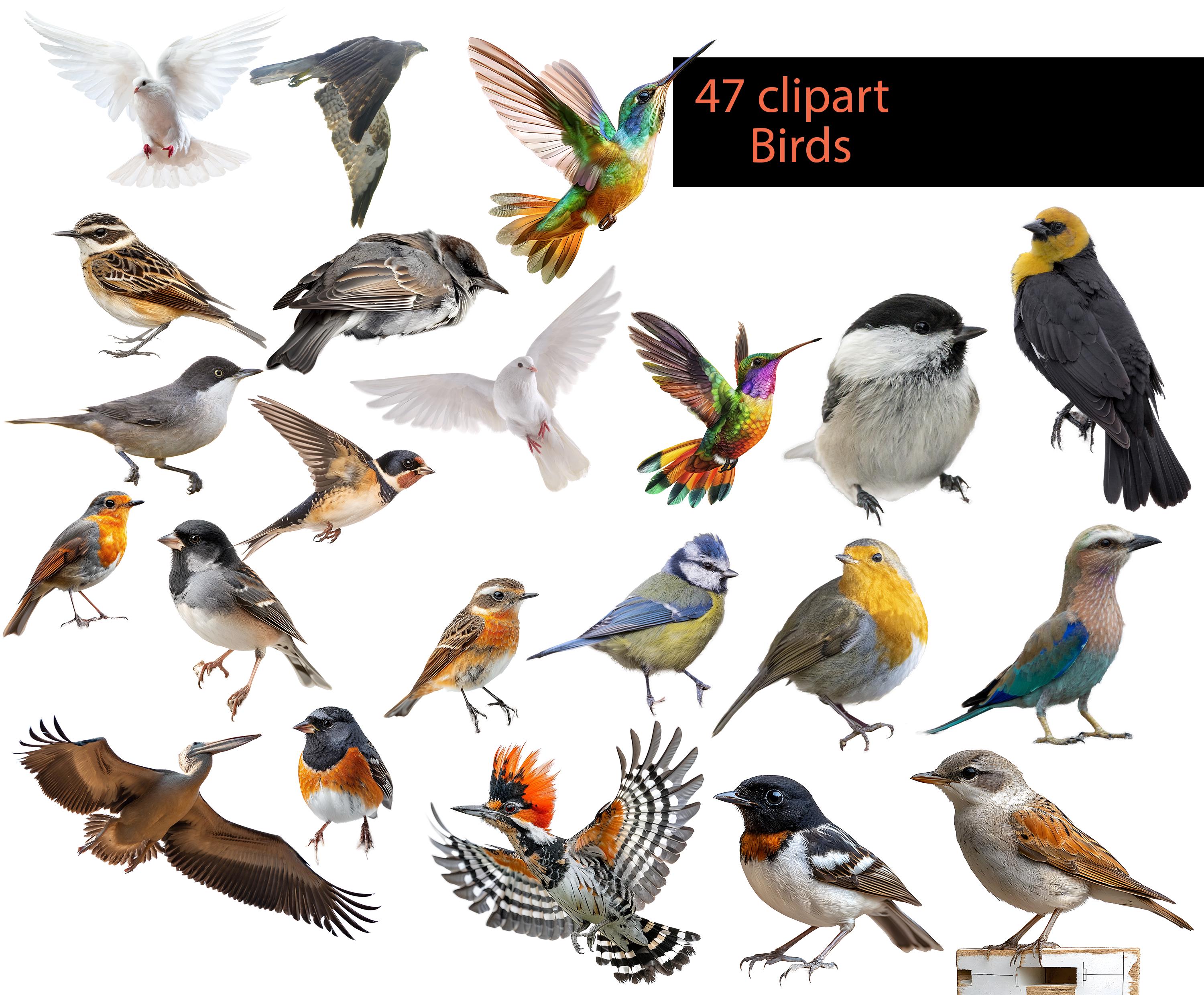 Bird Pattern Overlay Birds Photo Overlays: PNG Clipart Bundle for Digital Scrapbooking ...