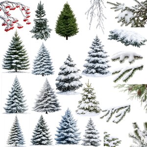May include: A collection of various evergreen trees, some covered in snow, and branches with red berries. The trees vary in size and shape, with some appearing freshly cut and others dusted with snow, perfect for holiday decor.