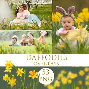 May include: A collection of images featuring people amongst daffodils. One image shows two people in spring clothing, another shows a baby with bunny ears, and a third shows a family. The text "DAFFODILS OVERLAYS 53 PNG" is also present.