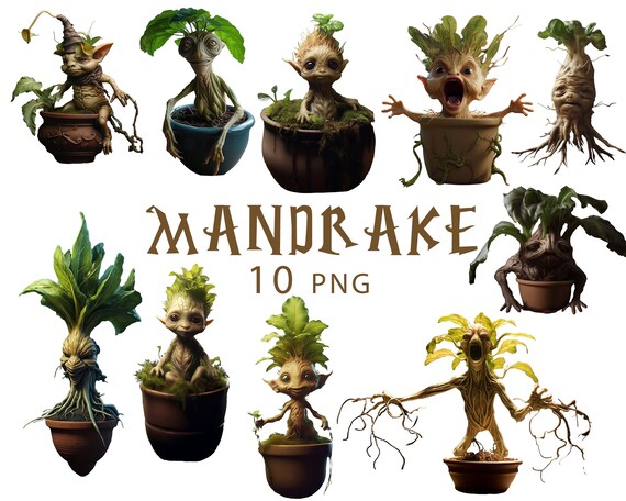 MANDRAKE マンドレイク　フライヤー　チラシ　４枚セット Amazon.com: Harry Potter Screaming Mandrake: With Sound! (RP Minis