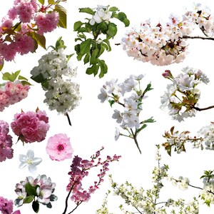 Apple Blossom Overlays, Spring overlays, Spring apple tree blossom, Blooming spring branch overlays, cherry blossom, spring flowering trees image 9