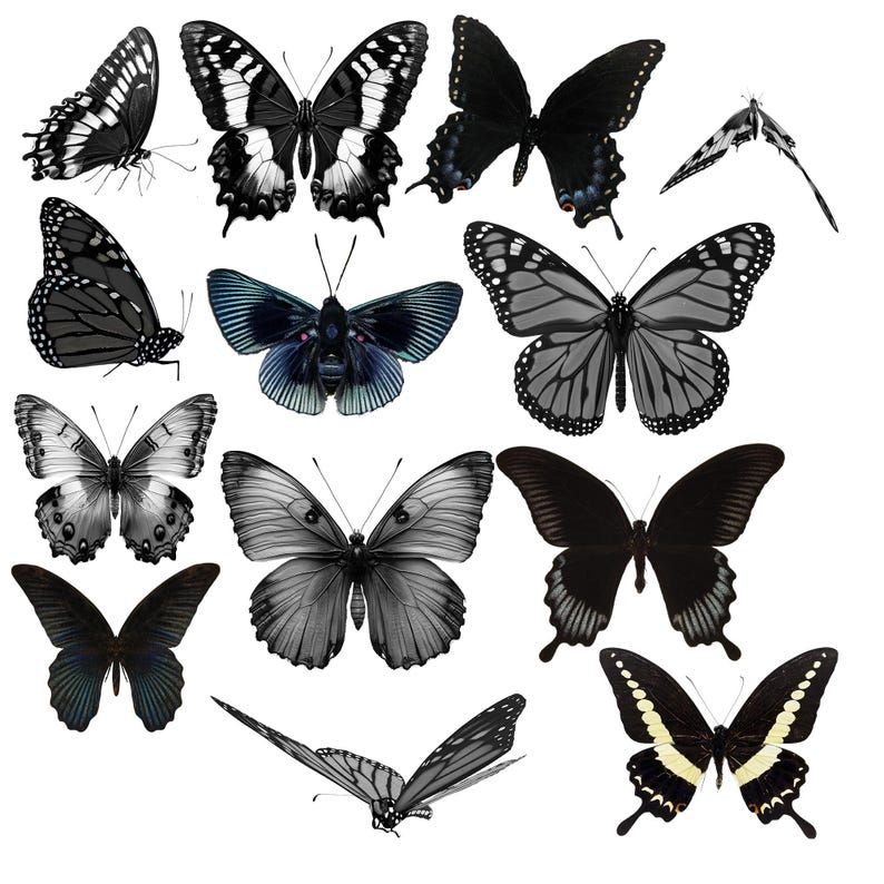 Butterflies Clipart, Butterfly Overlays, Photo Overlays, PNG FILES ...