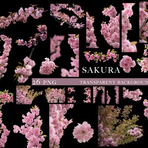 Sakura overlays, Cherry blossoms png, Blooming spring branch overlays, Pink Blossom Tree photo overlays, Cherry Blossom Photoshop Overlays image 2