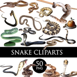 Snake PNG Overlays, Reptiles Cliparts, Wild Animals, Digital Download, Scrapbook png, Fantasy Image, Reptile Anaconda Cobra Python Garter