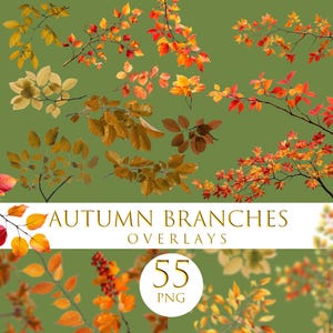 Superposiciones de ramas otoñales, hojas de otoño para fotografía artística, ramas de árbol PNG, efecto de disparo a través de las ramas